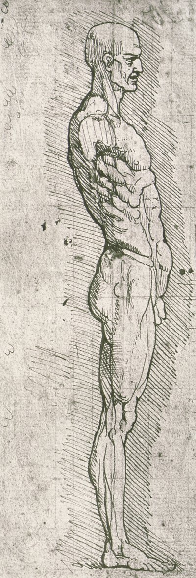 Anatomical Study by Leonardo da Vinci